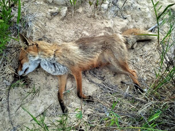 Δολοφονημένες με φόλες αλεπούδες και ασβό στο Πικέρμι Αττικής