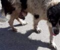 Έκκληση για τη σωτηρία σκύλου με όγκο που περιφέρεται στα Πολιτικά Εύβοιας
