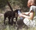 Πόρτο Ράφτη Αττικής: Βρέθηκε σκύλος δεμένος σε δέντρο χωρίς τροφή και νερό στη μέση του πουθενά