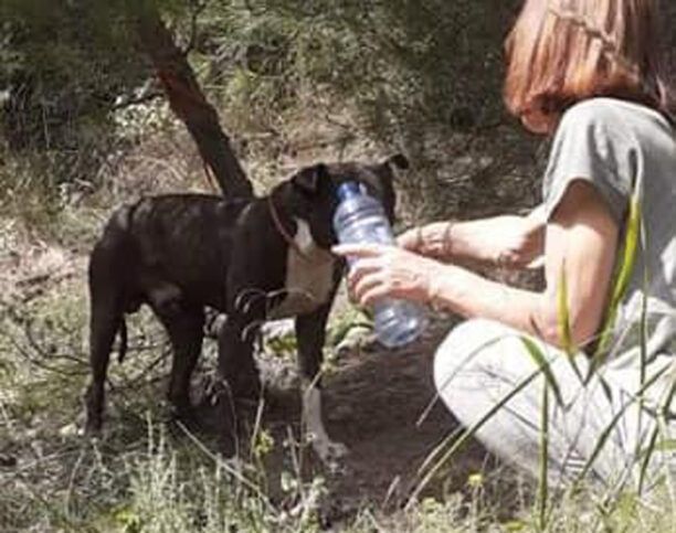Πόρτο Ράφτη Αττικής: Βρέθηκε σκύλος δεμένος σε δέντρο χωρίς τροφή και νερό στη μέση του πουθενά