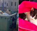 Πρέβεζα: Βρήκε τα γατάκια πεταμένα μέσα σε κάδο σκουπιδιών