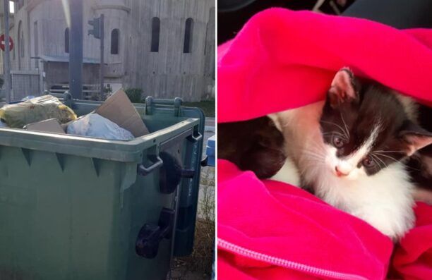 Πρέβεζα: Βρήκε τα γατάκια πεταμένα μέσα σε κάδο σκουπιδιών