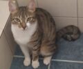 Χάθηκε αρσενική στειρωμένη γάτα στα Άνω Ιλίσια Ζωγράφου Αττικής
