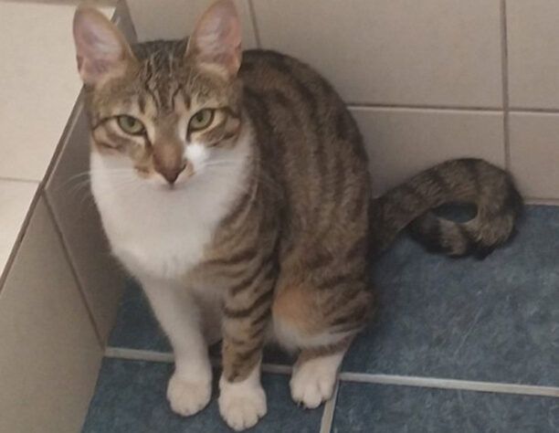 Χάθηκε αρσενική στειρωμένη γάτα στα Άνω Ιλίσια Ζωγράφου Αττικής