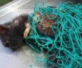 Σαλαμίνα: Έσωσαν γάτα που παγιδεύτηκε σε δίχτυ γηπέδου