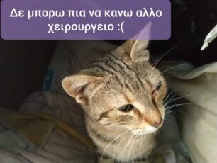 Σαλαμίνα: Βρέθηκε και δεύτερη φορά πυροβολημένη με αεροβόλο αδέσποτη γάτα στα Σελήνια