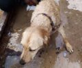Σαλαμίνα: Έσωσαν σκύλο που βρέθηκε στη θάλασσα και κινδύνευε από τα φέρι μποτ