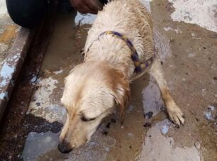 Σαλαμίνα: Έσωσαν σκύλο που βρέθηκε στη θάλασσα και κινδύνευε από τα φέρι μποτ