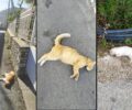 Σάμος: Με φόλες σκότωσε γάτες στο Βαθύ