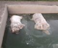 Σάμος: Βρήκαν τα σκυλιά τους νεκρά - πυροβολημένα μέσα σε δεξαμενή νερού ακατοίκητου σπιτιού