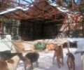 24-10-2023 δικάζονται δήμαρχος και αντιδήμαρχος Βοΐου για την κακοποίηση σκυλιών στο παράνομο κυνοκομείο Σιάτιστας
