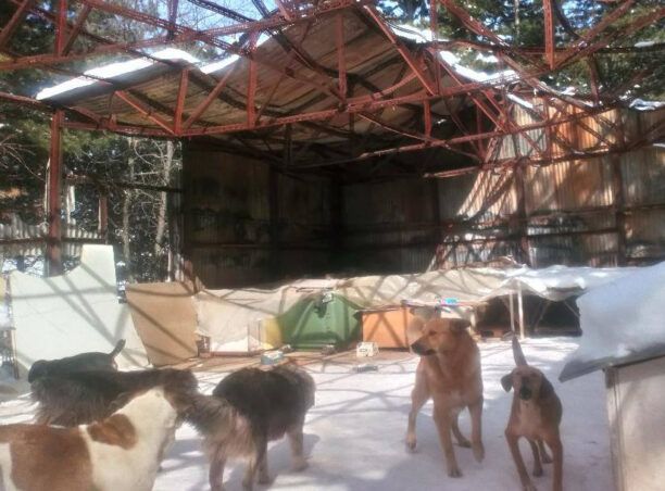 Σιάτιστα Κοζάνης: Τραγικές συνθήκες για τα έγκλειστα σκυλιά στο παράνομο Δημοτικό Κυνοκομείο