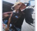 Βρέθηκε - Χάθηκε θηλυκός σκύλος στη Λούτσα (Αρτέμιδα) Αττικής