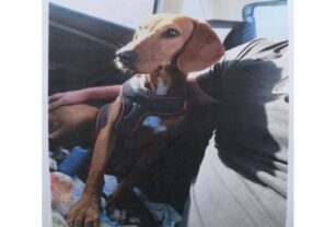 Βρέθηκε - Χάθηκε θηλυκός σκύλος στη Λούτσα (Αρτέμιδα) Αττικής