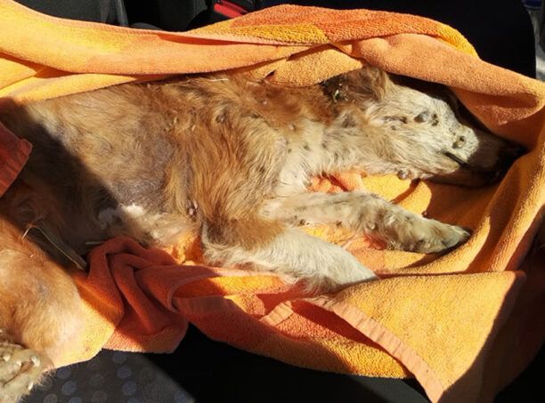 Σκόπελος: Σκύλος με εκατοντάδες τσιμπούρια ένα βήμα πριν τον θάνατο βρέθηκε στη Χώρα