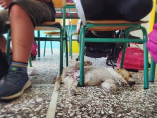 Σούδα Χανίων: Φιλοξένησαν κουτάβι στην τάξη του σχολείου μέχρι να μεταφερθεί για περίθαλψη