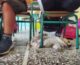 Σούδα Χανίων: Φιλοξένησαν κουτάβι στην τάξη του σχολείου μέχρι να μεταφερθεί για περίθαλψη