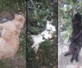 Θέμελο Πρέβεζας: Με φόλες δολοφόνησε τρεις γάτες και έναν σκύλο