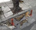 Θεσσαλονίκη: Βρήκαν τις γάτες που φρόντιζαν δολοφονημένες με φόλες στην Τριανδρία