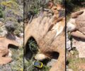 Κρήτη: Τρεις γύπες νεκροί δηλητηριασμένοι από φόλες στη Βαϊνιά Λασιθίου