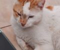 Χάθηκε αρσενική γάτα στη Σητεία Λασιθίου