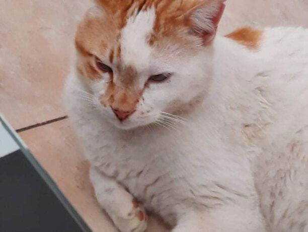 Χάθηκε αρσενική γάτα στη Σητεία Λασιθίου