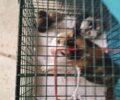 Έκκληση περίθαλψης αδέσποτης γάτας που αιμορραγεί για την οποία ο Δήμος Βύρωνα αδιαφόρησε