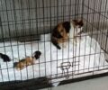 Βύρωνας Αττικής: Μεταφέρθηκε σε κτηνιατρείο και θα χειρουργηθεί η τρίποδη αδέσποτη γάτα (βίντεο)