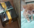 Βόνιτσα Αιτωλοακαρνανίας: Εγκατέλειψε γατάκι μέσα σε κουτί παπουτσιών (βίντεο)