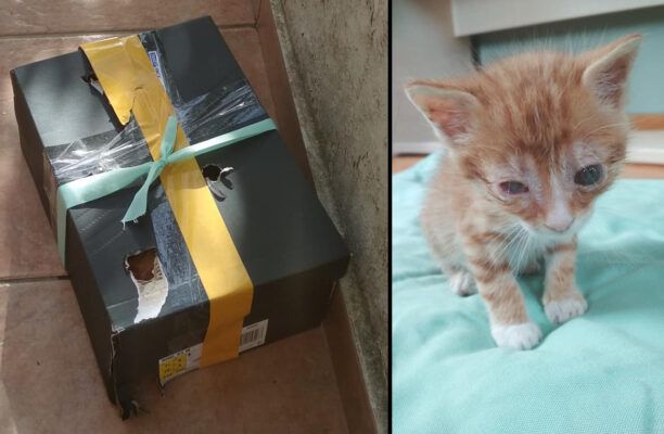 Βόνιτσα Αιτωλοακαρνανίας: Εγκατέλειψε γατάκι μέσα σε κουτί παπουτσιών (βίντεο)