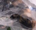 Χίος: Βρήκε νεογέννητα γατάκια κλεισμένα σε σακούλα πεταμένα σε κάδο σκουπιδιών