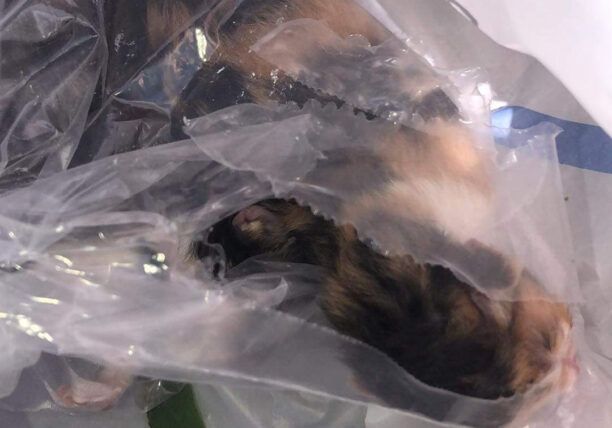 Χίος: Βρήκε νεογέννητα γατάκια κλεισμένα σε σακούλα πεταμένα σε κάδο σκουπιδιών