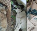 Ηλεία: Έριξε φόλες και δηλητηρίασε τα σκυλιά της προέδρου της Ελληνικής Φιλοζωικής Ένωσης Ζαχάρως