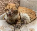 Έκκληση για τον εντοπισμό άρρωστης γάτας που περιφέρεται στου Ζωγράφου στην Αττική