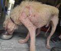 Αμαλιάδα Ηλείας: Σε τραγική κατάσταση ακόμα ένας σκύλος (βίντεο)