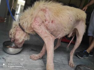 Αμαλιάδα Ηλείας: Σε τραγική κατάσταση ακόμα ένας σκύλος (βίντεο)