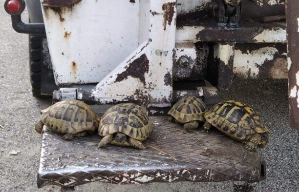Χαλκιόπουλο Αιτωλοακαρνανίας: Βρήκαν χερσαίες χελώνες ζωντανές πεταμένες σε κάδους σκουπιδιών