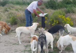 Έκκληση για τα σκυλιά που εγκαταλείπονται στο λιμάνι της Αμφίπολης Σερρών