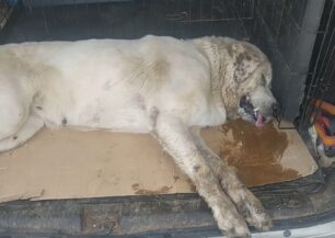 Σκύλος δηλητηριάστηκε με φόλα στο Ανύφι Αργολίδας (βίντεο)