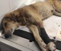 Αξιούπολη Κιλκίς: Πέθανε σκύλος που πυροβολήθηκε από κυνηγό (βίντεο)