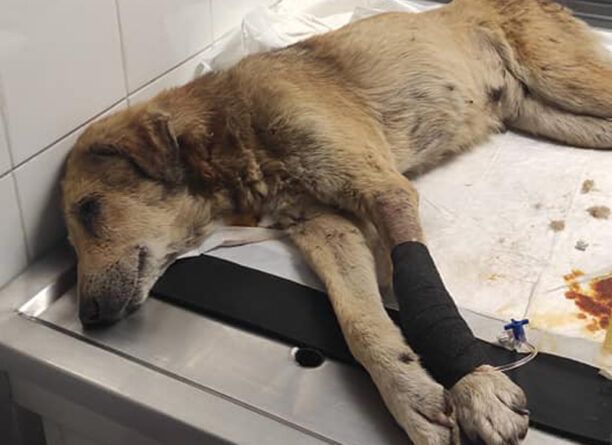 Αξιούπολη Κιλκίς: Πέθανε σκύλος που πυροβολήθηκε από κυνηγό (βίντεο)