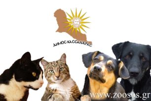 Δήμος Κασσάνδρας: Ο αριθμός των αδέσποτων ζώων δε θα μειωθεί με δολοφονίες ζώων με φόλες