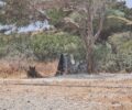Τουρίστρια ζητάει βοήθεια για σκύλο που κακοποιούν οι ιδιοκτήτες του στο Ελαφονήσι Κρήτης