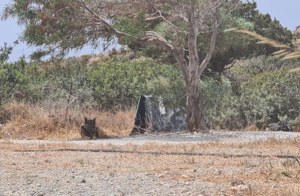 Τουρίστρια ζητάει βοήθεια για σκύλο που κακοποιούν οι ιδιοκτήτες του στο Ελαφονήσι Κρήτης