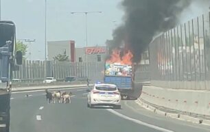 Κηφισιά Αττικής: Ζώα κάηκαν όταν φωτιά ξέσπασε σε φορτηγό που τα μετέφερε (βίντεο)