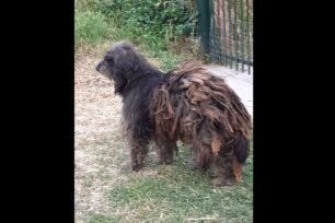 Φούρκα Χαλκιδικής: Έκκληση για την περισυλλογή αδέσποτου σκύλου που περιφέρεται σε κακά χάλια (βίντεο)