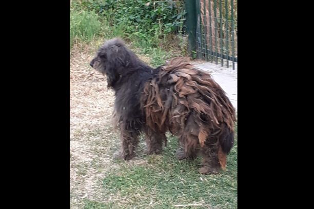 Φούρκα Χαλκιδικής: Έκκληση για την περισυλλογή αδέσποτου σκύλου που περιφέρεται σε κακά χάλια (βίντεο)
