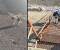 Έσωσαν σκελετωμένο σκυλί που κάποιος πέταξε στο φράγμα Πηνειού στην Ήλιδα Ηλείας (βίντεο)