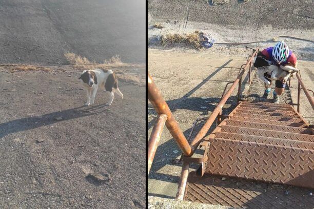 Έσωσαν σκελετωμένο σκυλί που κάποιος πέταξε στο φράγμα Πηνειού στην Ήλιδα Ηλείας (βίντεο)