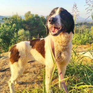 Έσωσαν σκελετωμένο σκυλί που κάποιος πέταξε στο φράγμα Πηνειού στην Ήλιδα Ηλείας (βίντεο) 8 FragmaPineiouIlidaIleiasSkylos5 6 2021 9